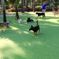 Lawn Services Richland, Georgia Dogs, Dogs Runs