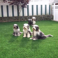 Synthetic Turf Supplier Saint Simons, Georgia Watch Dogs, Grass for Dogs