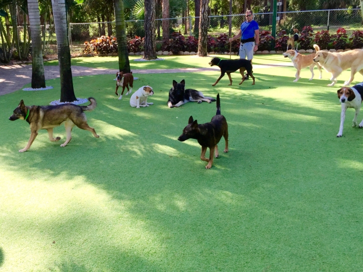 Lawn Services Richland, Georgia Dogs, Dogs Runs